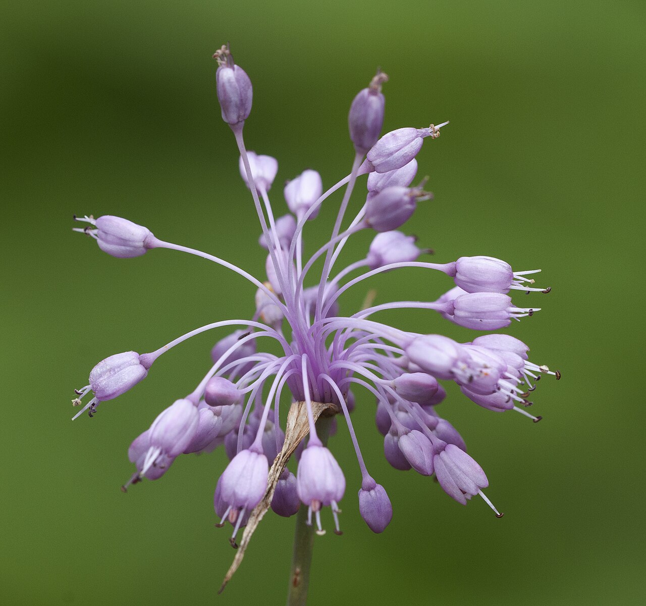 Allium olympicum: Flower of Uludag Onion (Allium olympicum), awild endemic species of Turkey. Giresun, Turkey.
