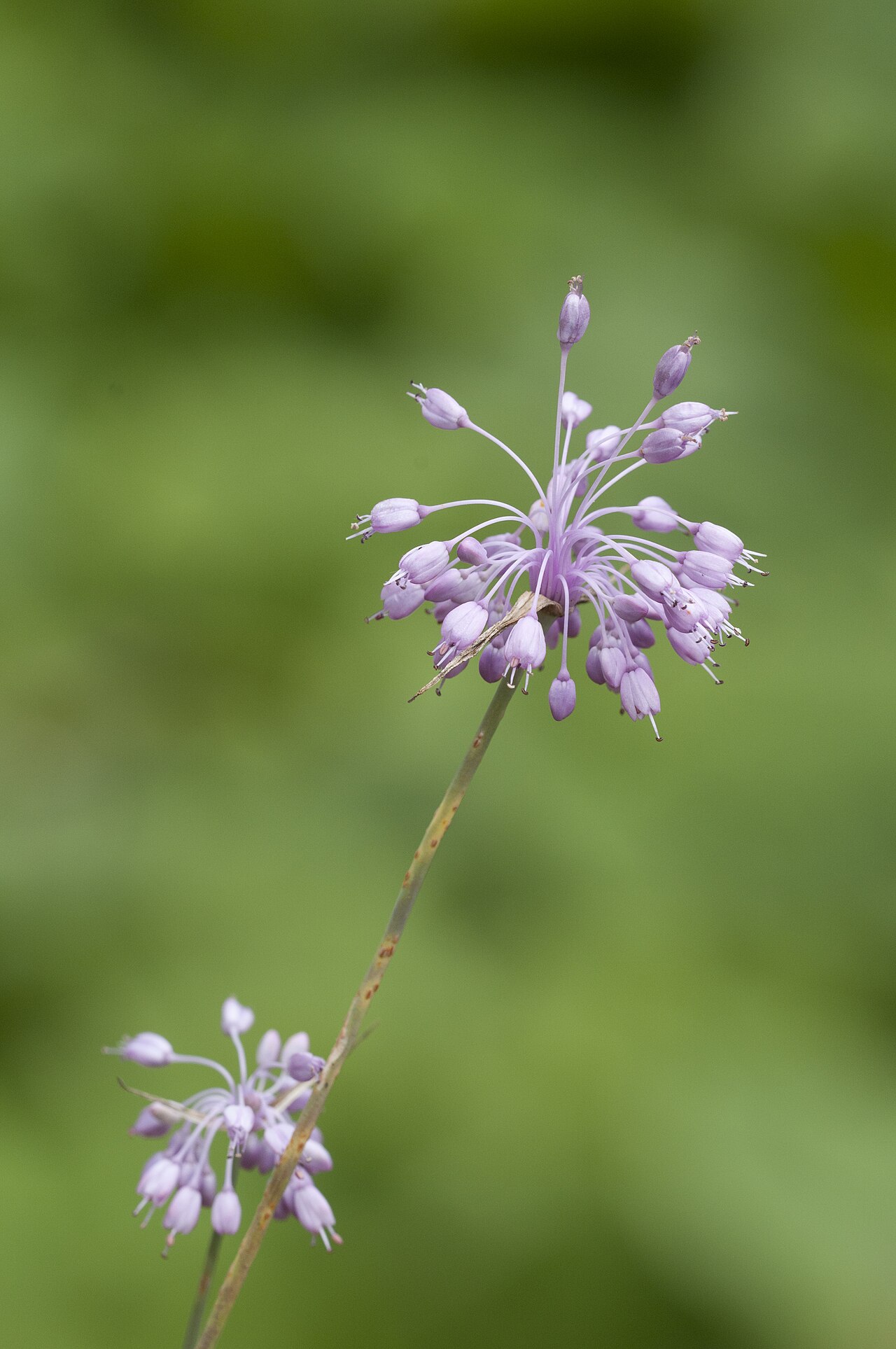 Allium olympicum: Flower of Uludag Onion (Allium olympicum), awild endemic species of Turkey. Giresun, Turkey.