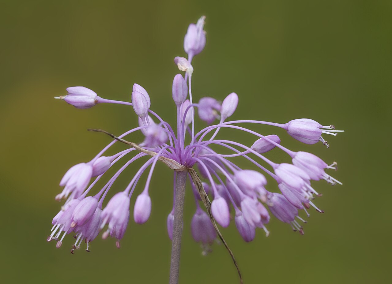 Allium olympicum: Flower of Uludag Onion (Allium olympicum), awild endemic species of Turkey. Giresun, Turkey.