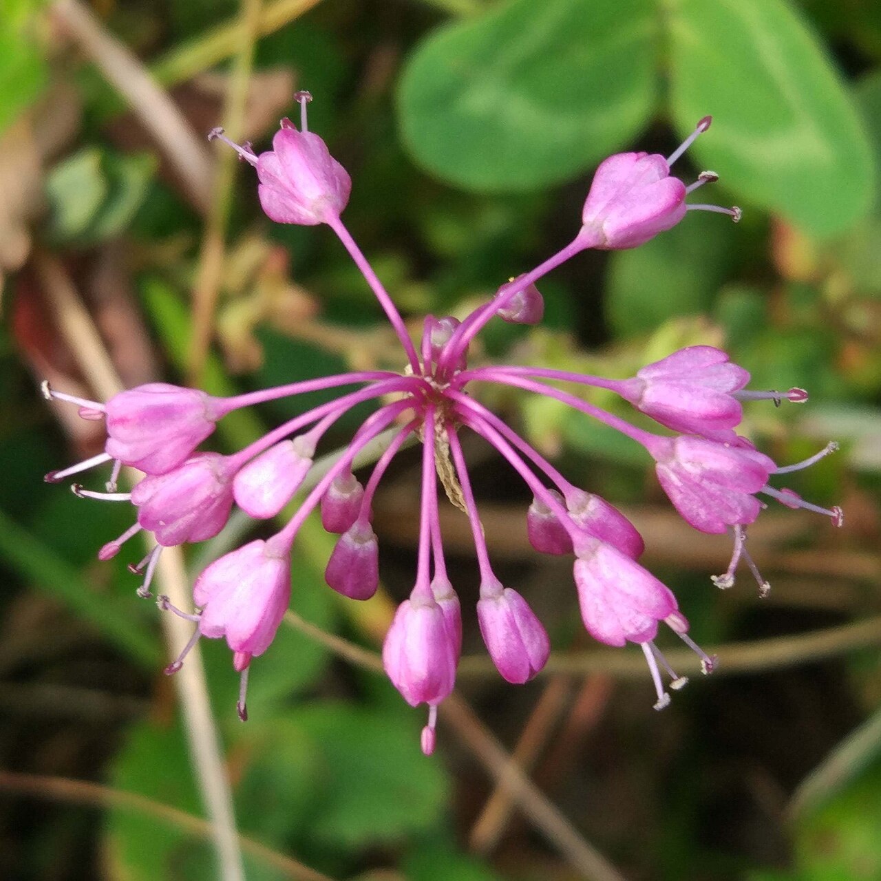 Allium olympicum: Allium olympicum