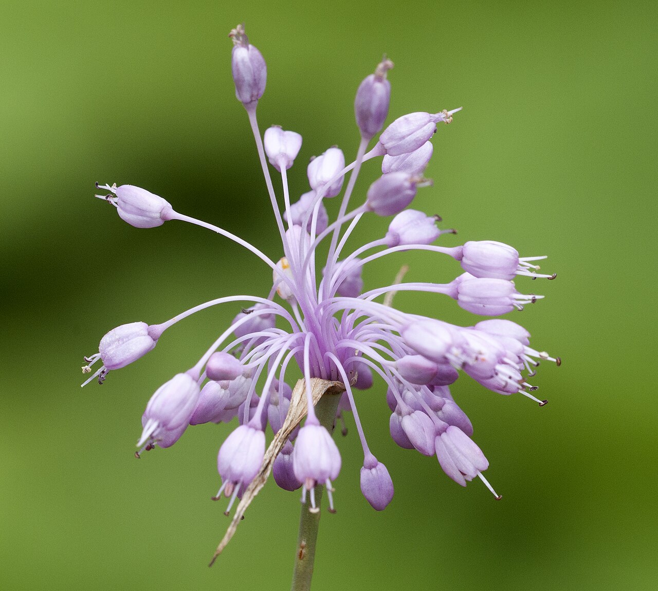 Allium olympicum: Flower of Uludag Onion (Allium olympicum), awild endemic species of Turkey. Giresun, Turkey.