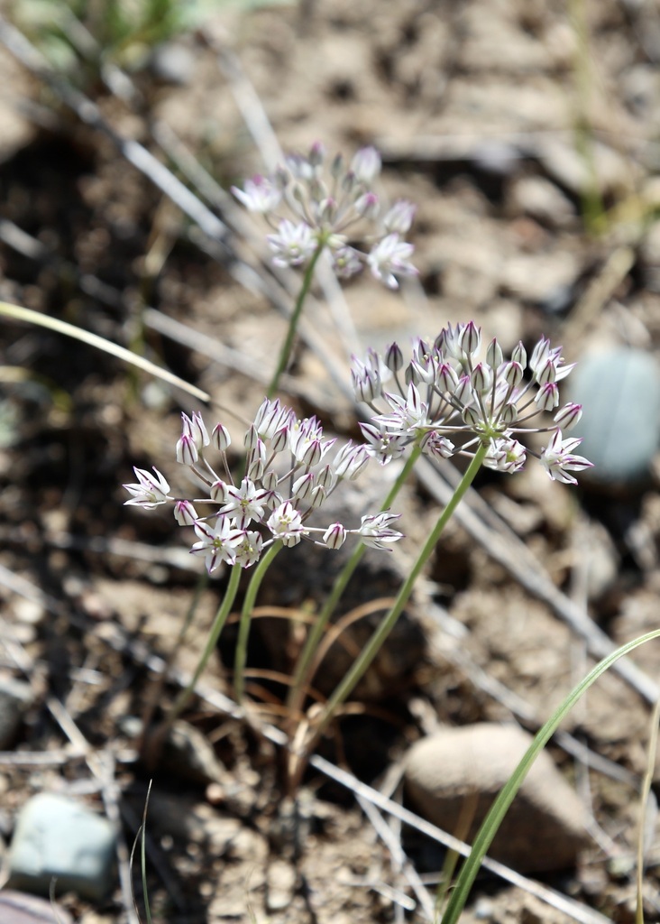 Allium oreophiloides (Allium oreophiloides)