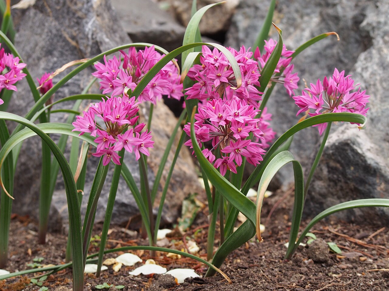 Allium oreophilum: Pink lily leek ( Allium oreophilum ) cultivated in Wrocław University Botanical Garden, Wrocław, Poland.