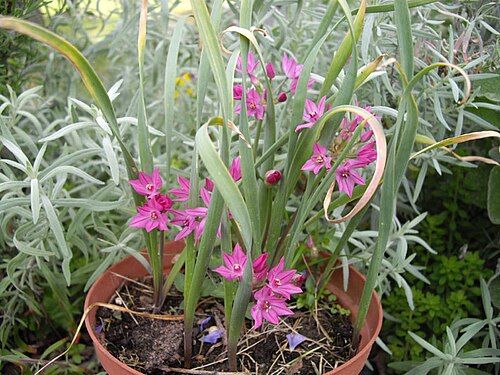 Allium oreophilum: Allium oreophilum