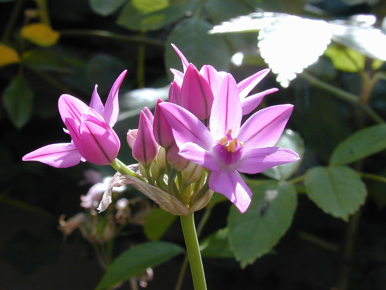 Allium oreophilum: Allium farreri