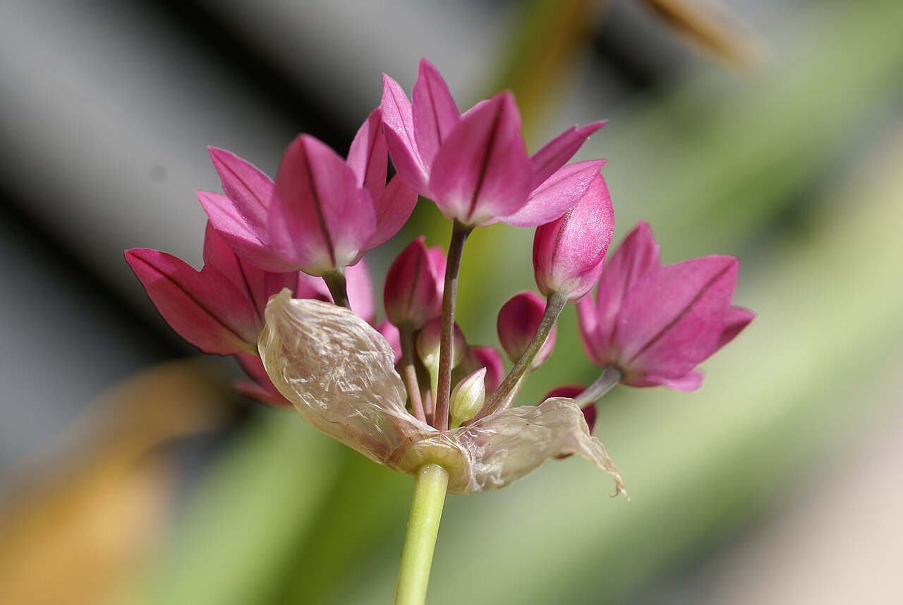 Allium oreophilum: Plant species Allium oreophilum in the Botanical garden in Uppsala, Sweden.