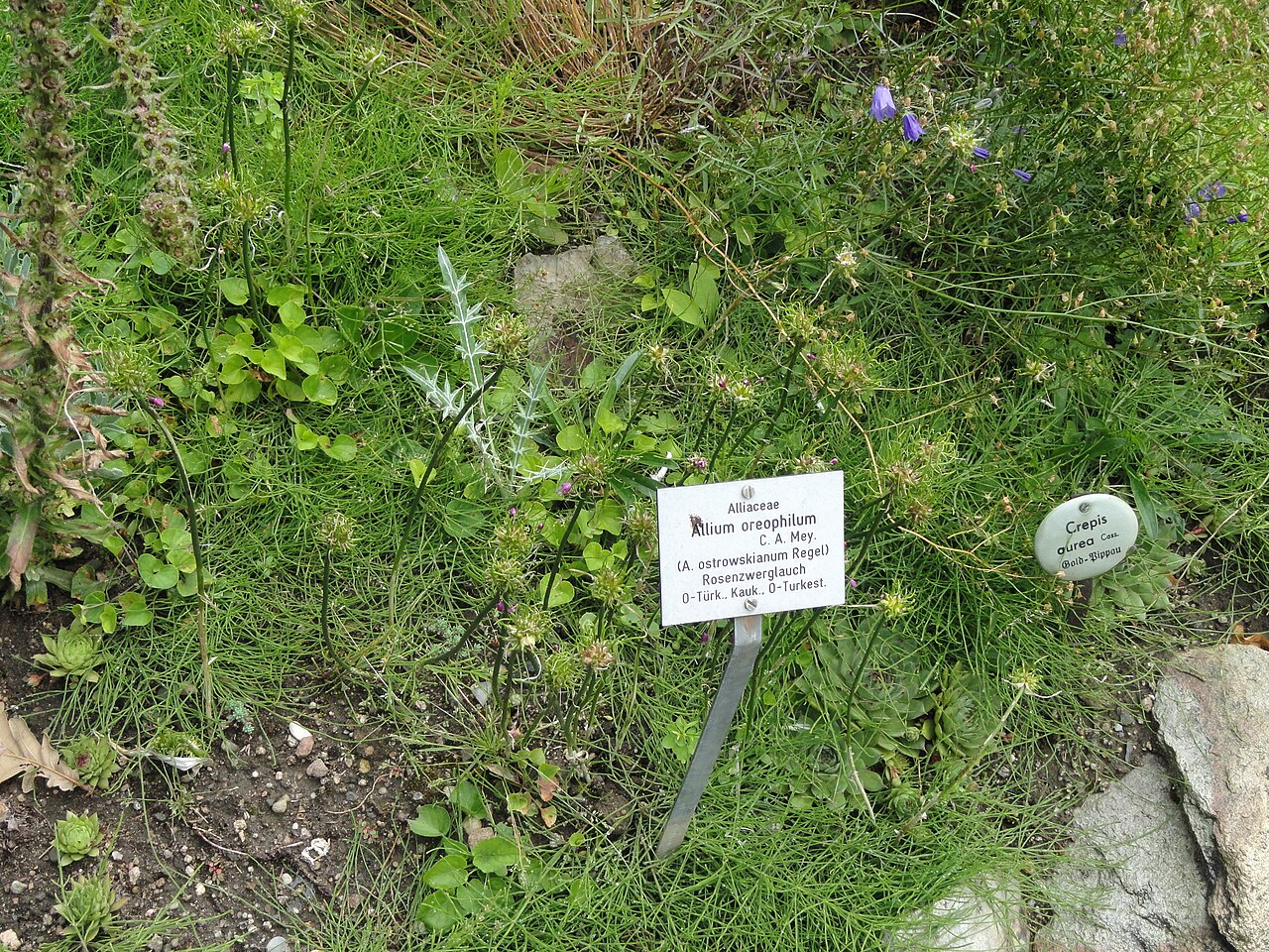 Allium oreophilum: Botanical specimen in the Botanischer Garten, Frankfurt am Main, located at Siesmayerstraße 72, Frankfurt am Main, Germany.