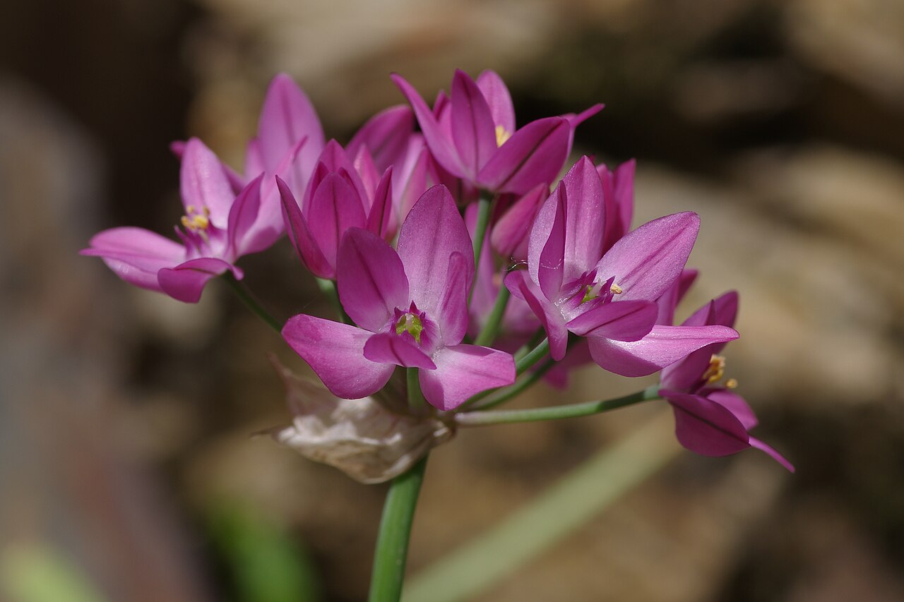 Allium oreophilum: Allium oreophilum at the ÖBG Bayreuth