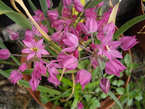 Allium oreophilum: Allium oreophilum