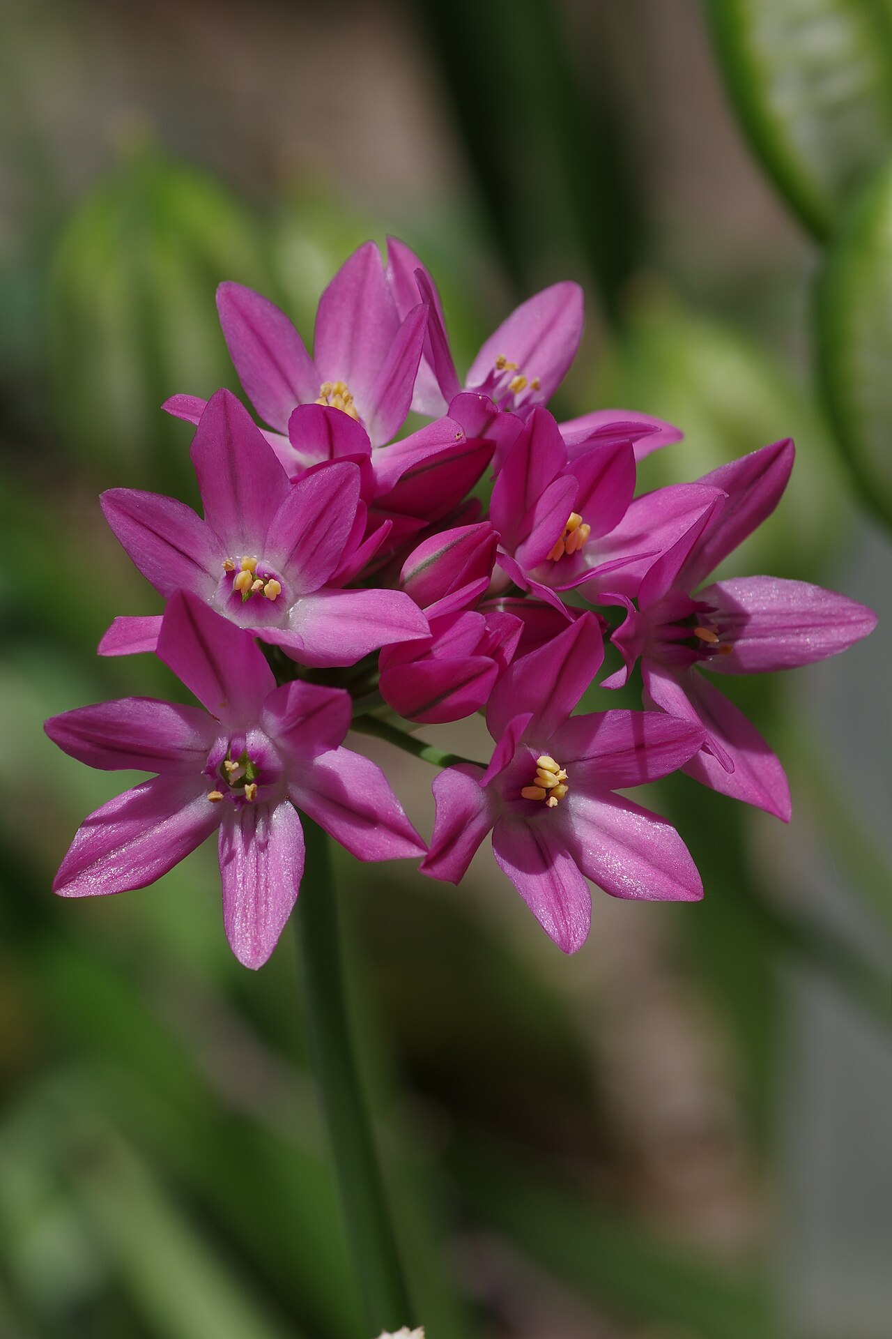 Allium oreophilum: Allium oreophilum at the ÖBG Bayreuth