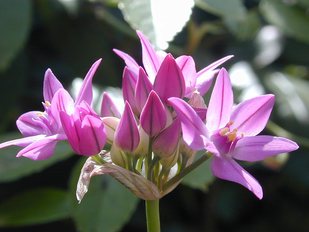 Allium oreophilum: allium author: Zanchetta Fabio alias faxstaff source http://www.faxstaff.net/ngallery/default.aspx