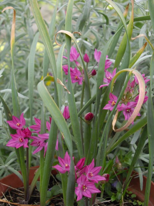 Allium oreophilum: Allium oreophilum