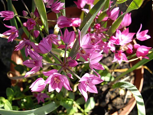 Allium oreophilum: Allium oreophilum