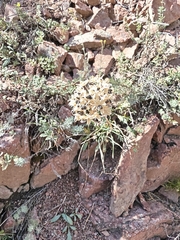 Allium oreoprasum (Allium oreoprasum)
