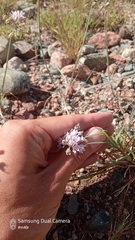 Allium oreoprasum (Allium oreoprasum)