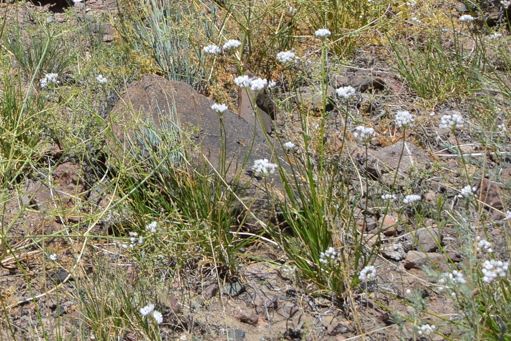 Allium oreoprasum (Allium oreoprasum)