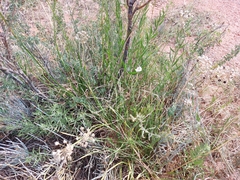 Allium oreoprasum (Allium oreoprasum)