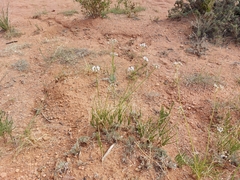 Allium oreoprasum (Allium oreoprasum)