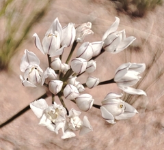 Allium oreoprasum (Allium oreoprasum)