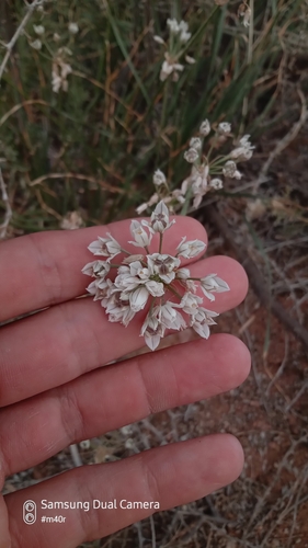 Allium oreoprasum (Allium oreoprasum)