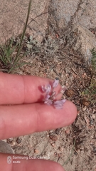 Allium oreoprasum (Allium oreoprasum)