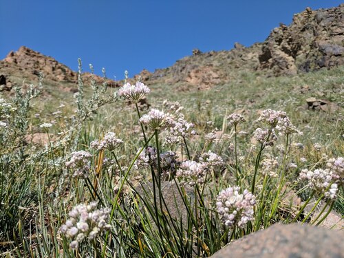 Allium oreoprasum (Allium oreoprasum)