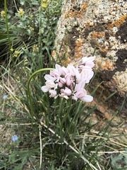 Allium oreoprasum (Allium oreoprasum)