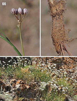 Allium oreoprasum: Allium oreoprasum