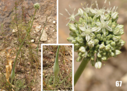 Allium oschaninii: Allium oschaninii in Tajikistan.