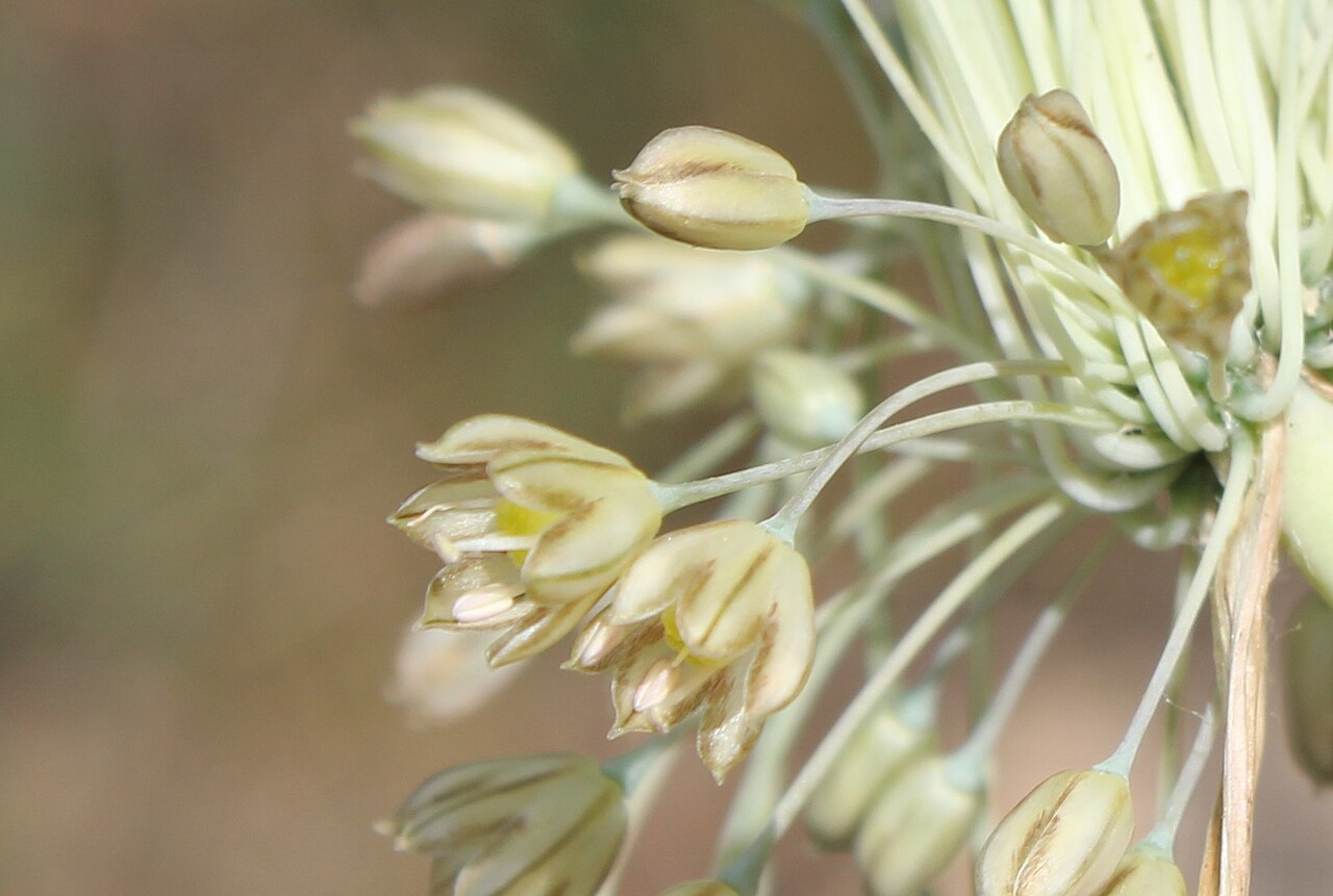 Mediterranean onion: Allium paniculatum pedicel