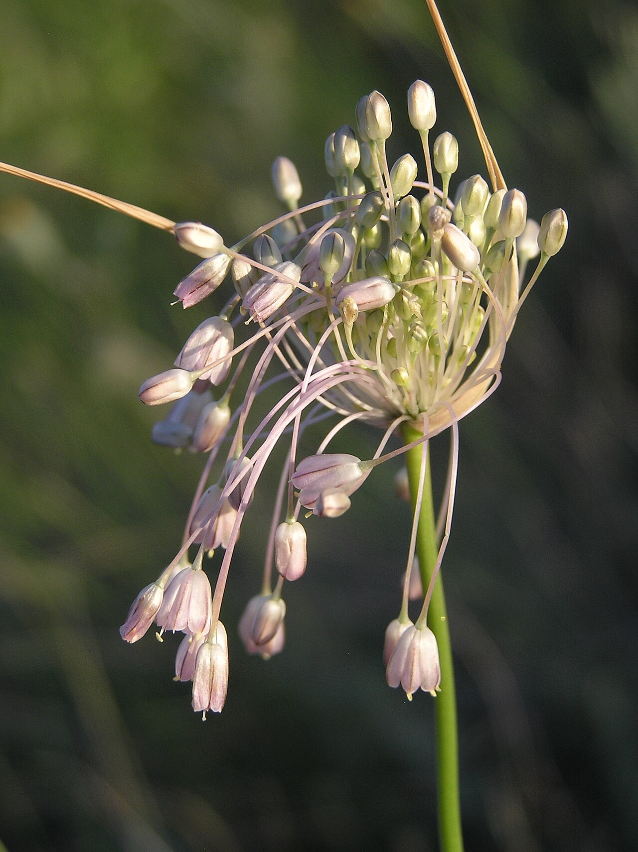Mediterranean onion: Mediterranean onion ( Allium paniculatum L.). Habitat: meadow steppe on a gentle slope with sandy soil. Vicinity of Saratov city, Russia.