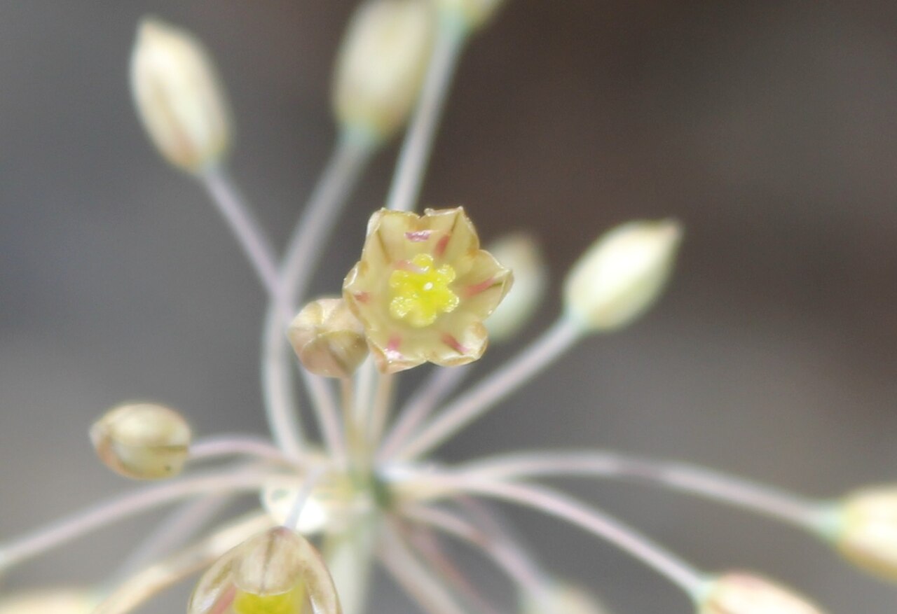 Mediterranean onion: Allium paniculatum tepals