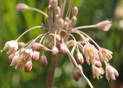 Mediterranean onion: Allium paniculatum flower