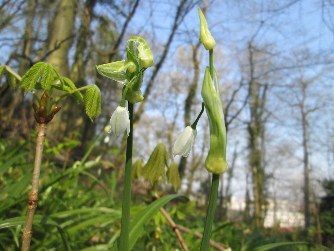 Few-flowered leek: Wunder-Lauch ( Allium paradoxum ) am Reppersberges in Alt-Saarbrücken - eingeschleppt aus dem Kaukasus