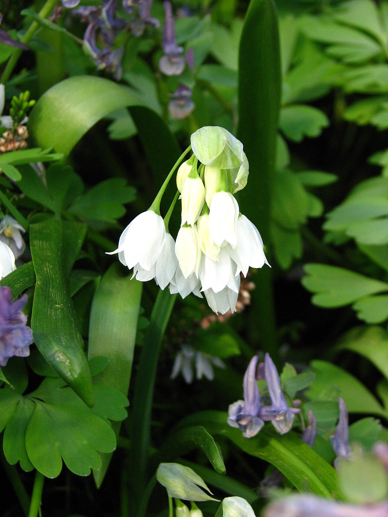 Few-flowered leek: Allium paradoxum in flower beds in the Botanical Garden of Moscow State University "Aptekarsky Ogorod".