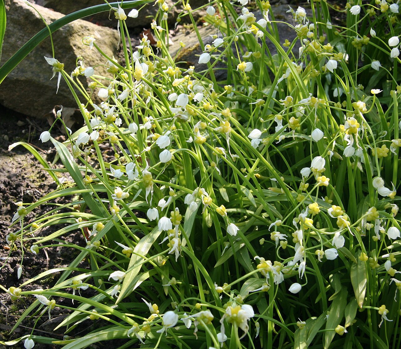 Few-flowered leek: Allium paradoxum im Botanischen Garten Dresden