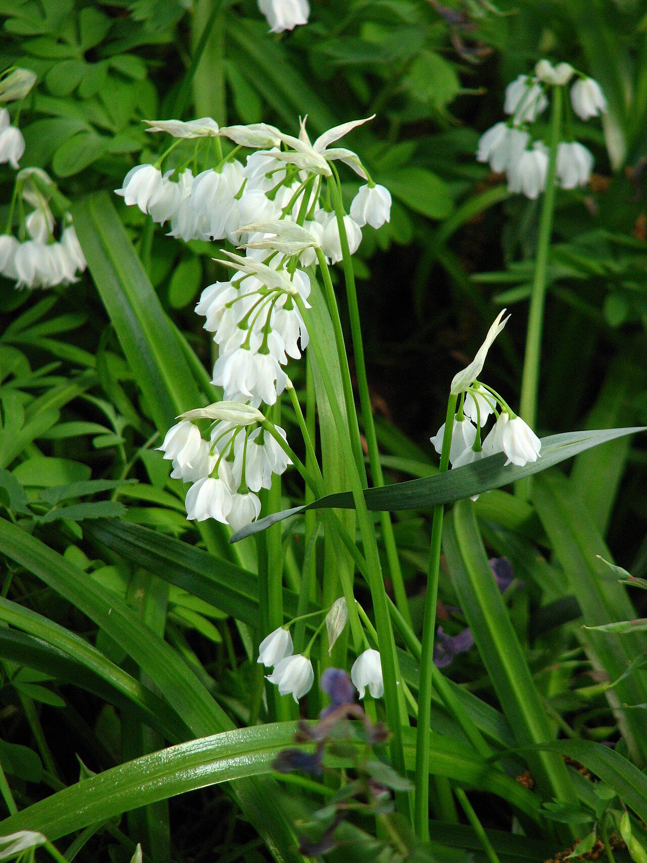 Few-flowered leek: Allium paradoxum in flower beds in the Botanical Garden of Moscow State University "Aptekarsky Ogorod".