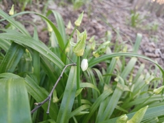 Few-flowered leek (Allium paradoxum)