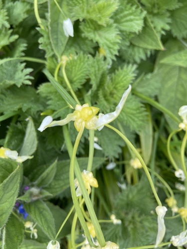 Few-flowered leek (Allium paradoxum)