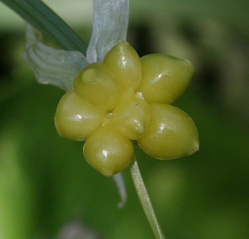 Few-flowered leek: Garden