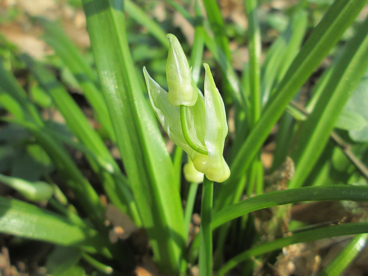 Few-flowered leek: Wunder-Lauch ( Allium paradoxum ) am Reppersberges in Alt-Saarbrücken - eingeschleppt aus dem Kaukasus