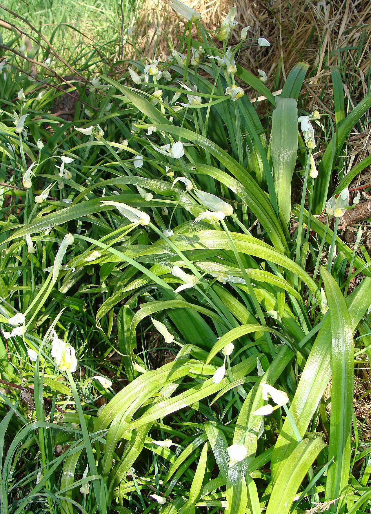 Few-flowered leek: Allium paradoxum dans les forêts proche de L'Hôpital (Moselle) et de la carrière du Barrois
