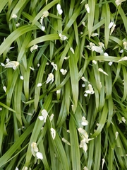 Few-flowered leek (Allium paradoxum)