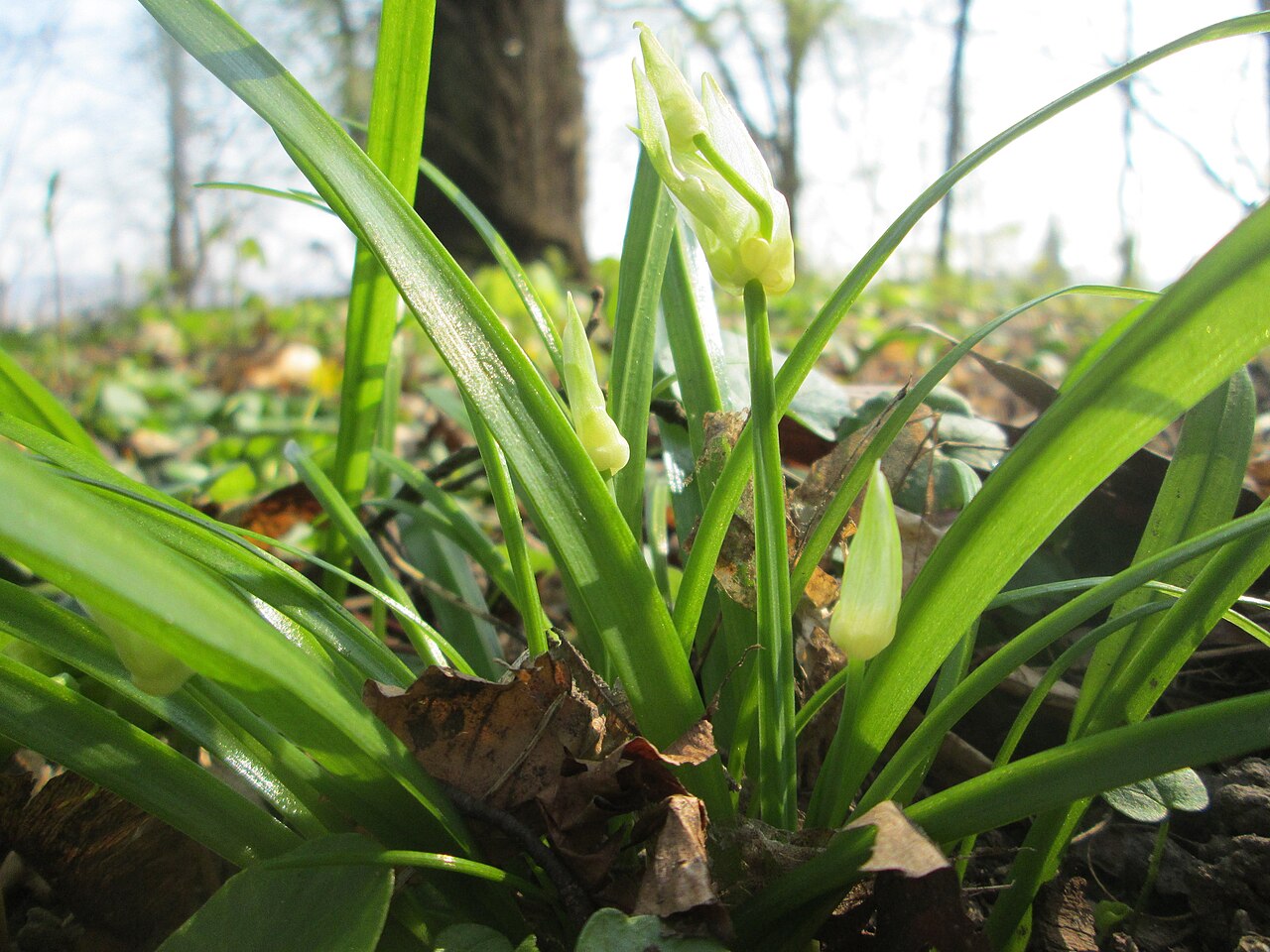 Few-flowered leek: Wunder-Lauch ( Allium paradoxum ) am Reppersberges in Alt-Saarbrücken - eingeschleppt aus dem Kaukasus