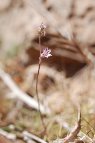 Allium parciflorum (Allium parciflorum)