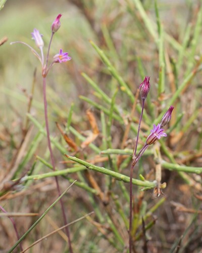 Allium parciflorum (Allium parciflorum)