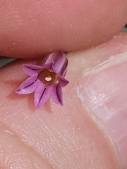 Allium parciflorum (Allium parciflorum)