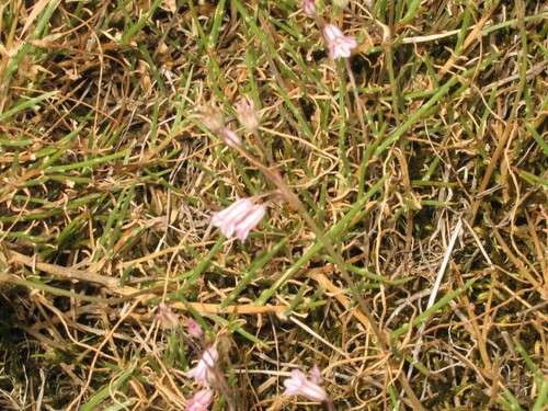 Allium parciflorum (Allium parciflorum)
