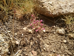 Allium parciflorum (Allium parciflorum)