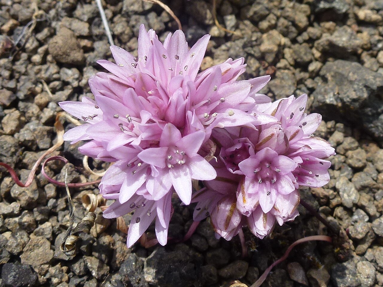 Small onion: Allium parvum in bloom atop Lower Table Rock .